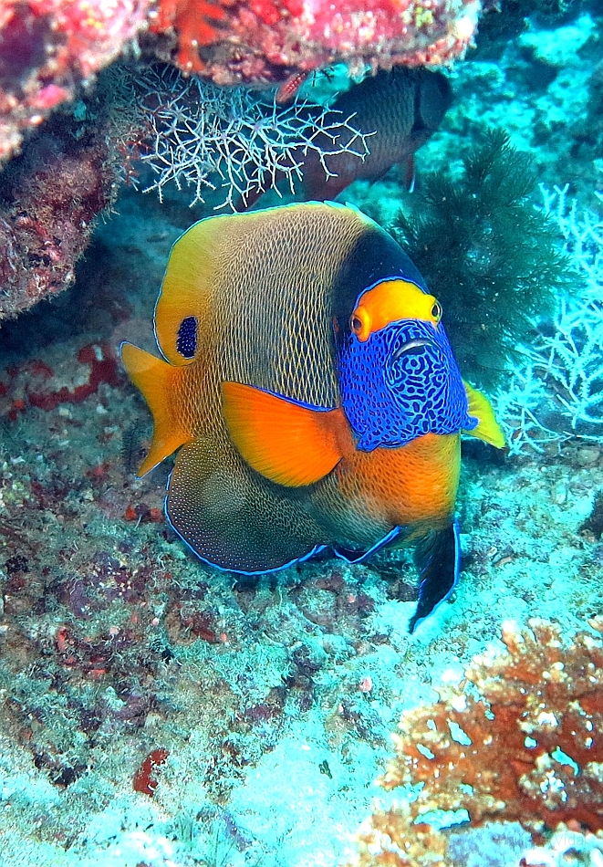 IMG_1164rf_Maldives_Madoogali_Plongee 12_Kuda Kandu_Poisson ange a tete bleue_Pomacanthus xanthometopon.jpg
